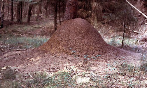 Ameisenhügel