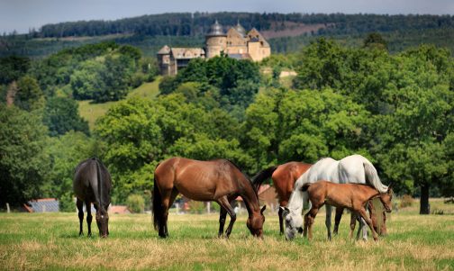 beberbecker-pferde-vor-sababurg-web