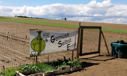 Gemüse selbst ernten