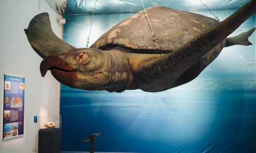 Giganten der Urmeere - Ausstellung